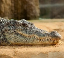 Crocodiles