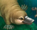Platypus