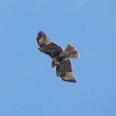 Bird-Watching and Ornithology