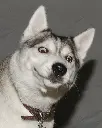 Furry memes