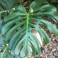 New Community: /c/PlantSwap is live.
