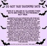 Don't Buy Taxidermy Bats