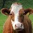 cows_are_underrated