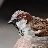 Spatz
