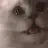 aFairlyLargeCat