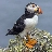 Puffin