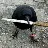 corvidenjoyer