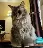 poofy_cat