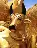GoldenCow