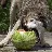 wolfeh