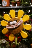 pticrix