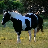 CowsLookLikeMaps