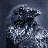 corvus