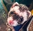 Fickle_Ferret