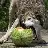 wolfeh
