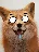 forgetful_fox