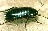 BigBlackCockroach