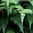 Broadfern