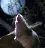 grasshopper_mouse