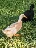 HoboTurducken