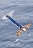 FlyingSquid