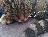 Pandoras_Can_Opener