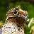 potoo22
