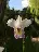 Individual_Orchid