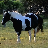 CowsLookLikeMaps