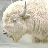 greatwhitebuffalo41