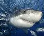 sharks