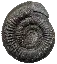 fossils