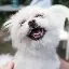 pets