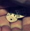 ttrpg