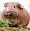 guineapigs