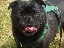 pugs