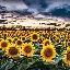 kansas