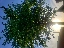 dendrology