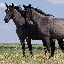 equestrian