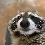 raccoons