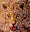 leopardsatemyface