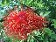 tropical_plants