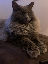 nebelung