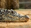 crocodiles