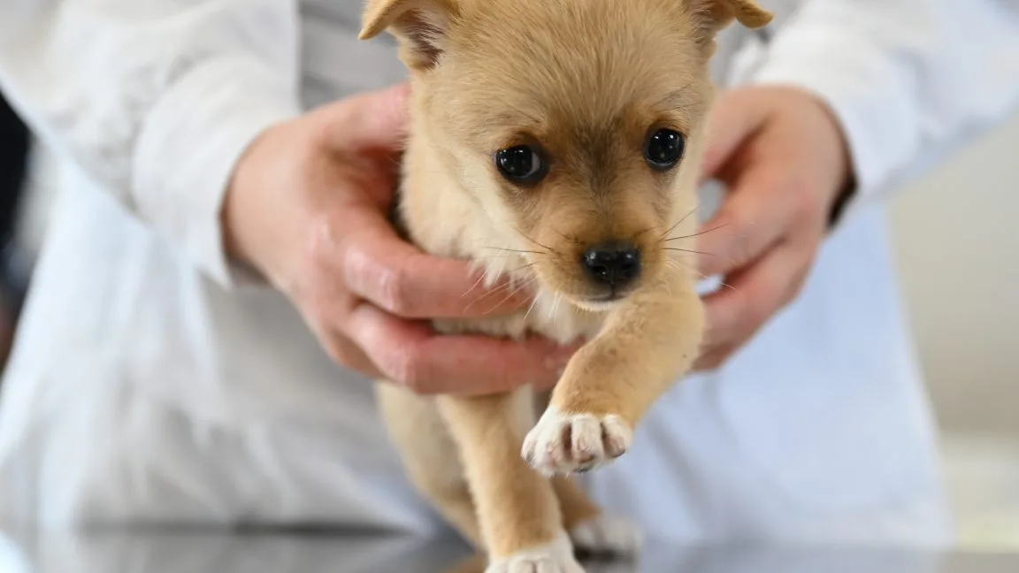 Dog autism? 37% of US dog owners buy into anti-vaccine nonsense