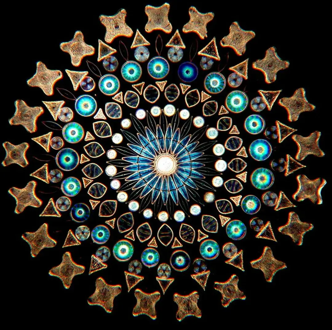 Diatom Arrangements – The Hidden Beauty of Microscopic Single Cell Algae Art