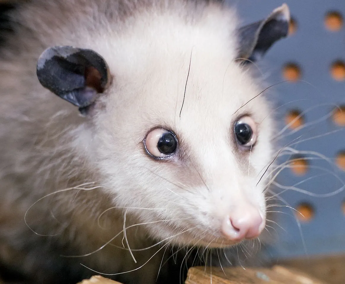 Schielendes Opossum