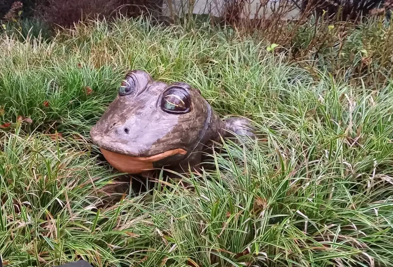 Frosch.