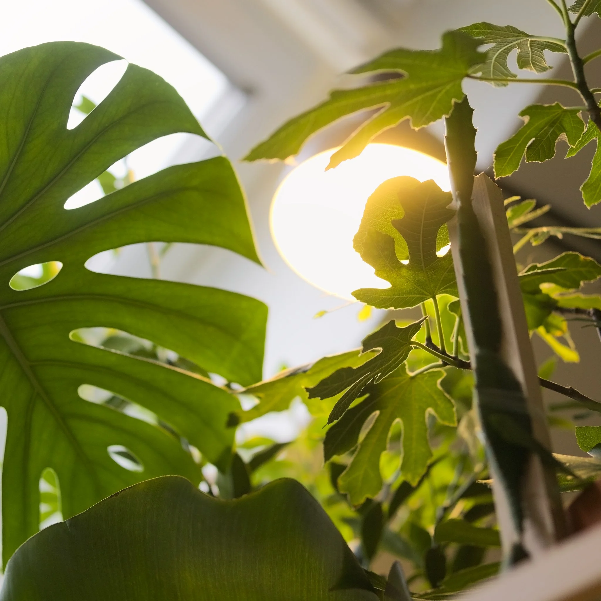 A few plants under a skylight, illuminated by a bright light. A few plants can be identified, such as a monstera, a banana, a fig and a climbing cactus.