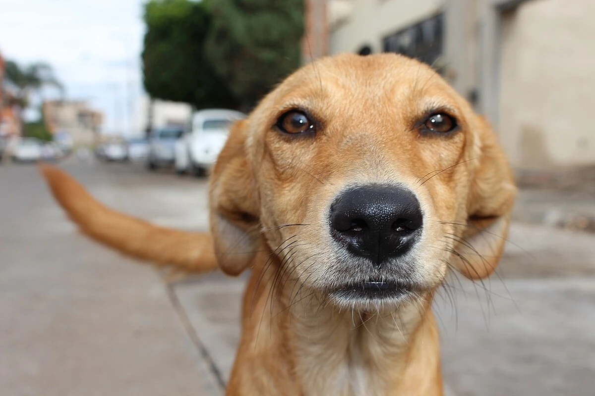 Cachorro, o melhor ser humano - Ayom Fórum